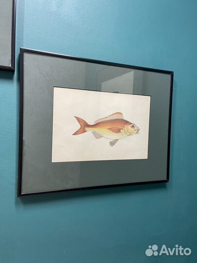 Старинная литография