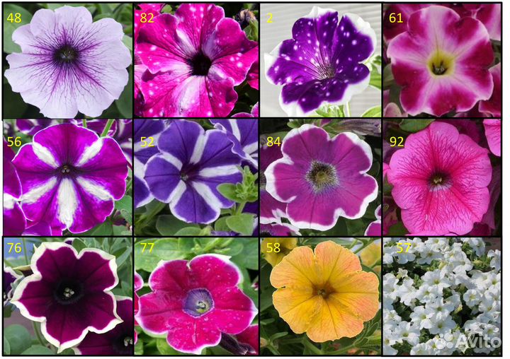 Петуния вегетативная (размножается черенками)