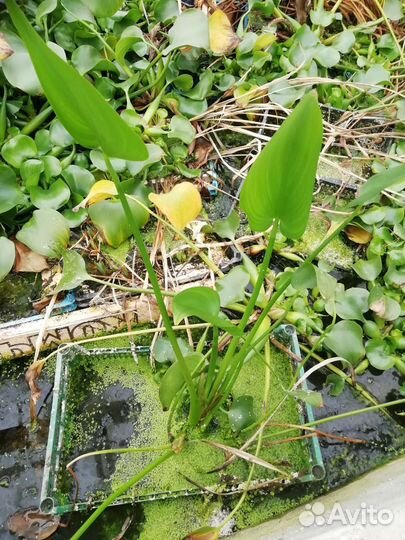 Растения для пруда