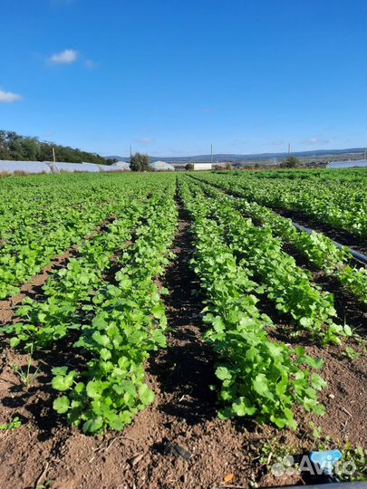 Кинза укроп руккола опт