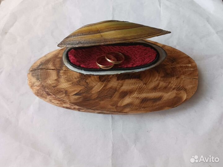 Морские ракушки раковины