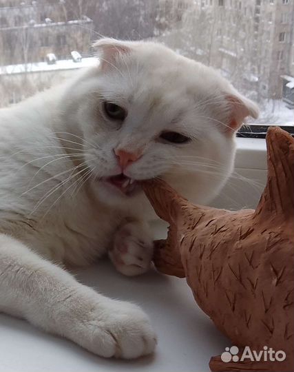 Шотландский вислоухий кот вязка