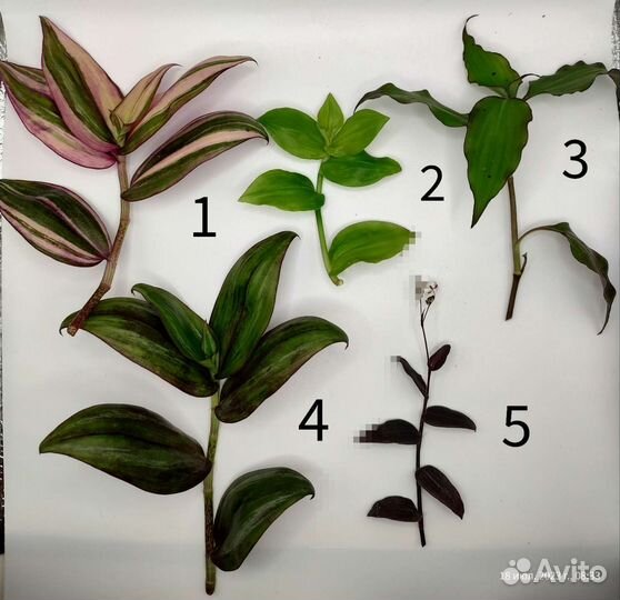 Традесканция редкие сорта более 40 разновидностей