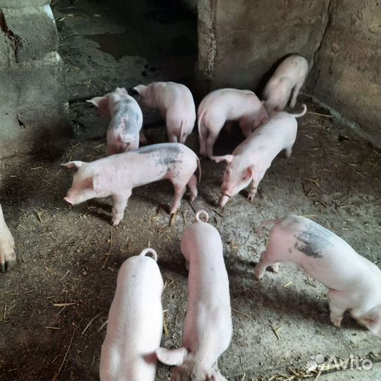 Поросята белая мясная +петрен