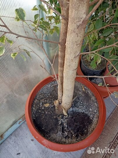 Фикус бенджамина пестролистный