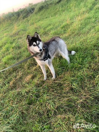 Сибирский хаски