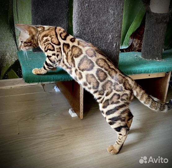 Бенгальский котик в разведение