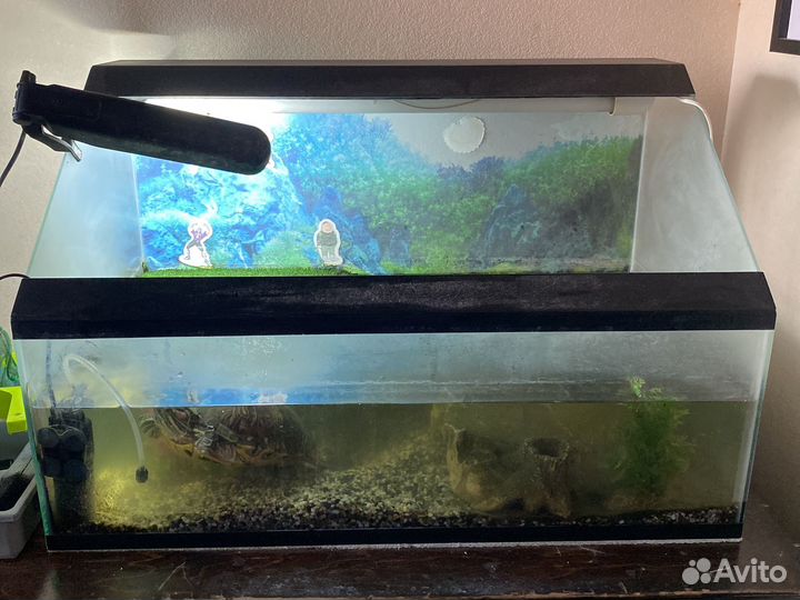 Черепаха с приданым