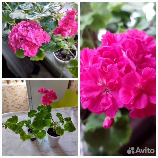 Герань пеларгония