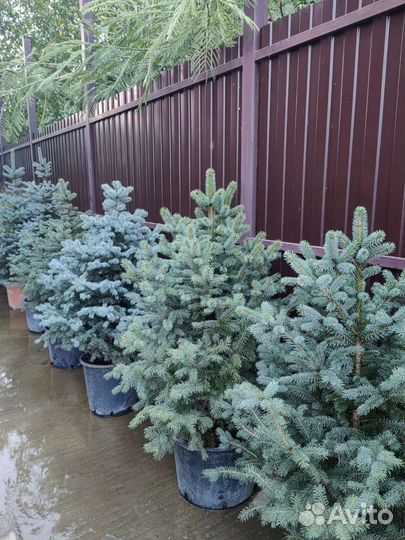 Ель голубая в горшке