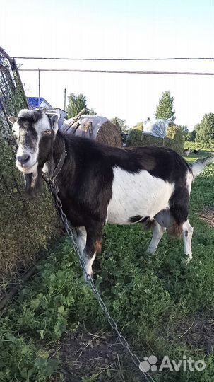 Козел ламанча, вязка