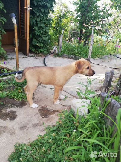 Щенок в добрые руки бесплатно