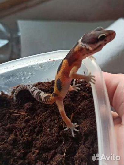 Геккон эублефар