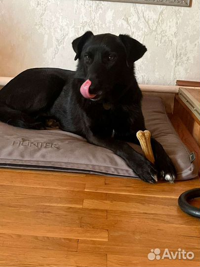 Трогательный воспитанный Мартин Есть видео