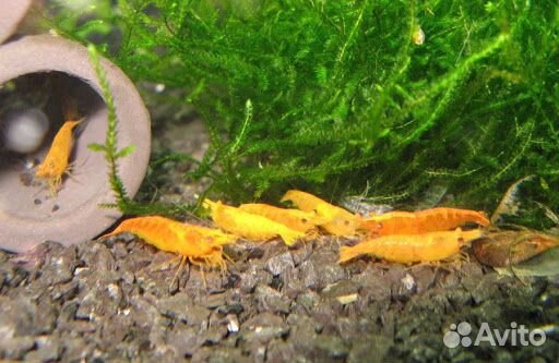 Креветка оранжевая. Жёлтый огонь