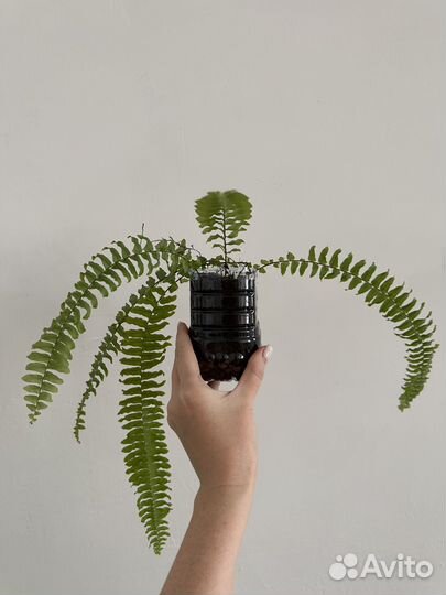 Папоротник