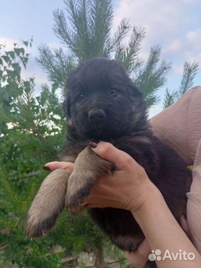 Щенки немецкой овчарки