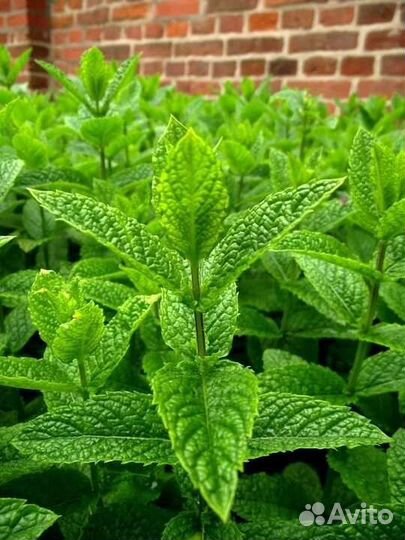 Мята сортовая новинки