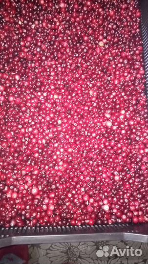 Клюква свежая Ягода