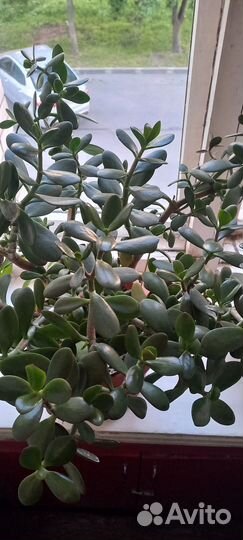 Толстянка цветок