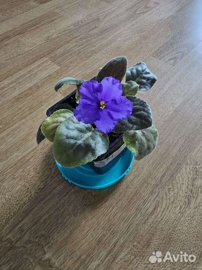 Фиалка в горшках