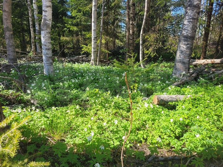 Участок 8 сот. (ИЖС)