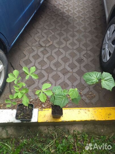 Дуб монгольский