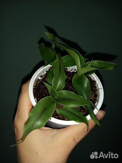 Комнатные растения