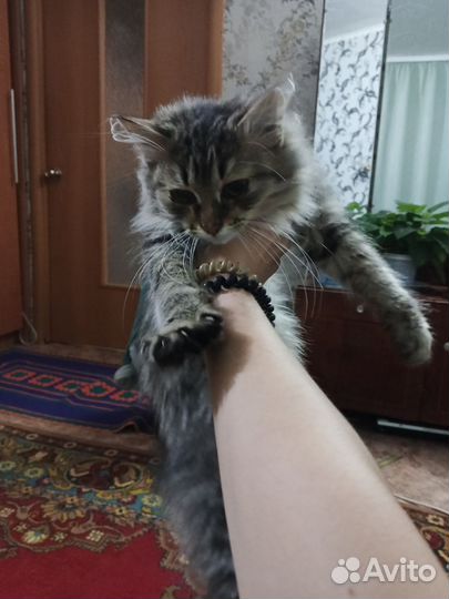 Котенок котята кот