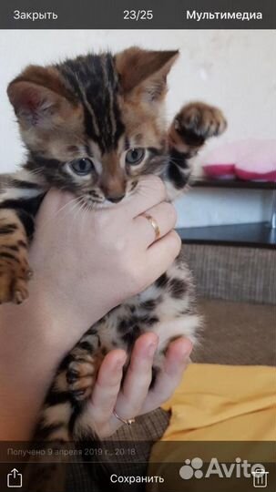 Бенгал вязка