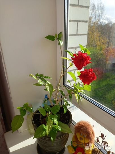 Комнатные цветы