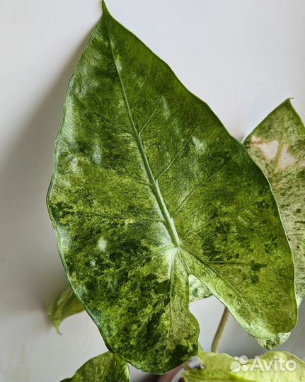 Alocasia fornicata marble variegated