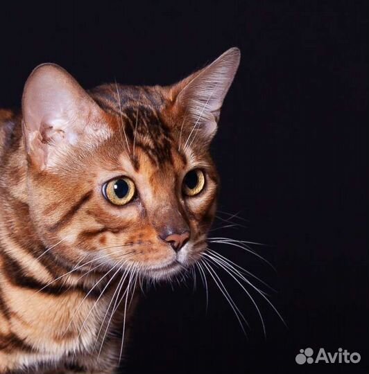 Бенгальский кот на вязку