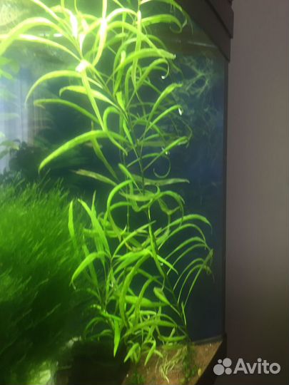 Аквариумные растения прополка