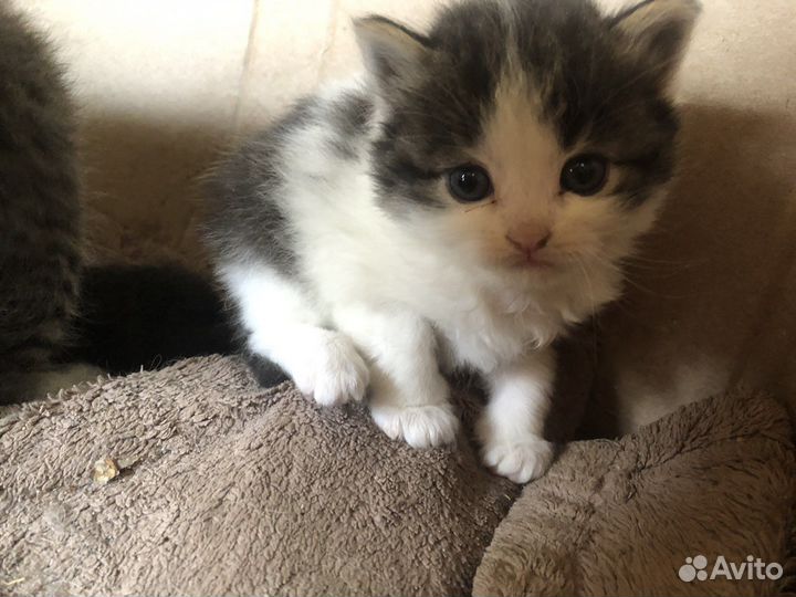 Кошки в добрые руки бесплатно