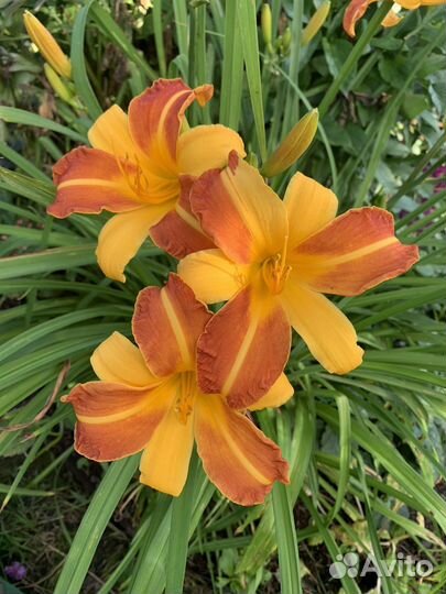 Лилейники сортовые