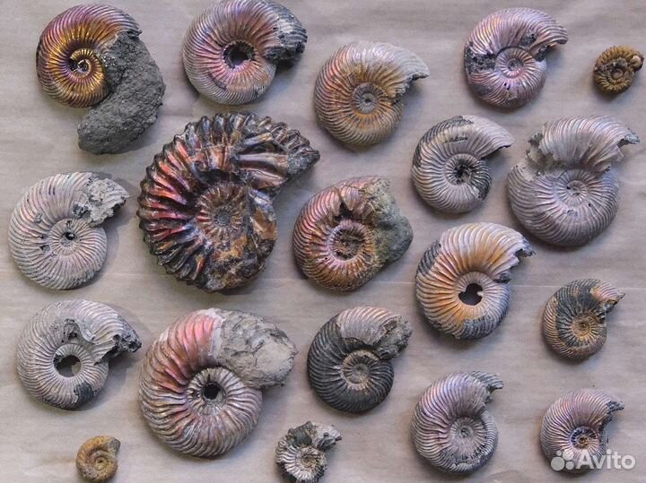 Окаменелости аммониты