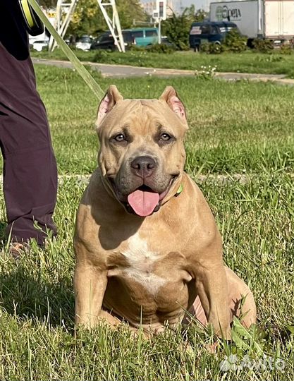 Американский булли