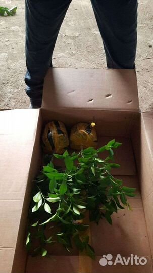 Саженцы лимона