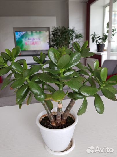 Комнатные цветы