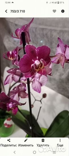 Орхидея фаленопсис мультифлора