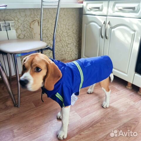 Дождевик для средней собаки
