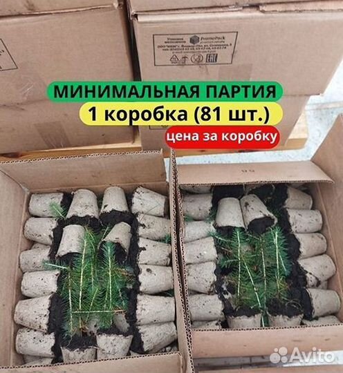 Сеянцы сосны зкс от производителя