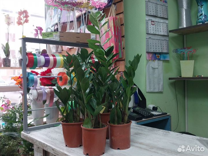 Замиокулькас