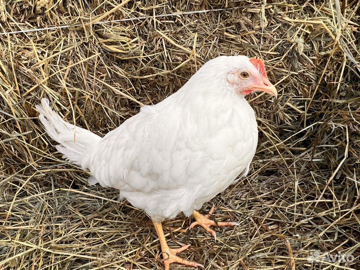 Куры несушки