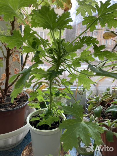 Герань душистая