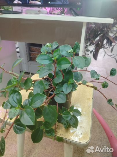 Цветы комнатные