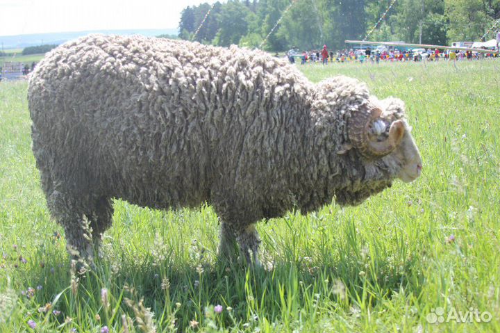 Советский меринос баранчики,ярки