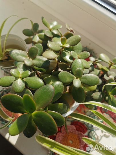 Толстянка отростки