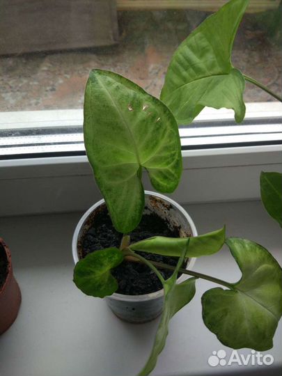 Сингониум Белая Бабочка, Pink Neon Пинк Неон